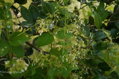 Isodon lophanthoides var. lophanthoides